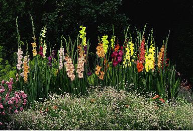 全新乙女游戏《第六妖守》主要人物介绍